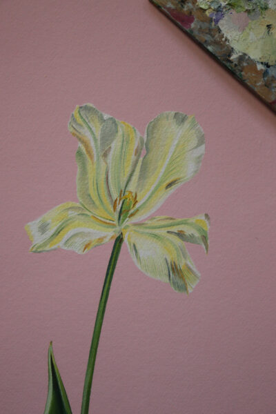 Tulipán